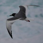 Mouette à queue fourchue