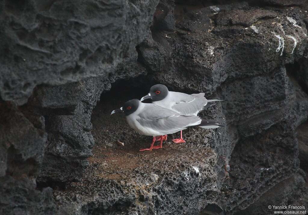 Mouette à queue fourchueadulte nuptial, habitat, composition