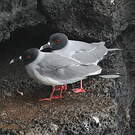 Mouette à queue fourchue