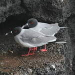 Mouette à queue fourchue