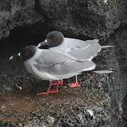 Swallow-tailed Gull