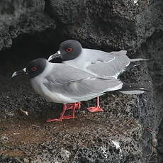 Mouette à queue fourchue