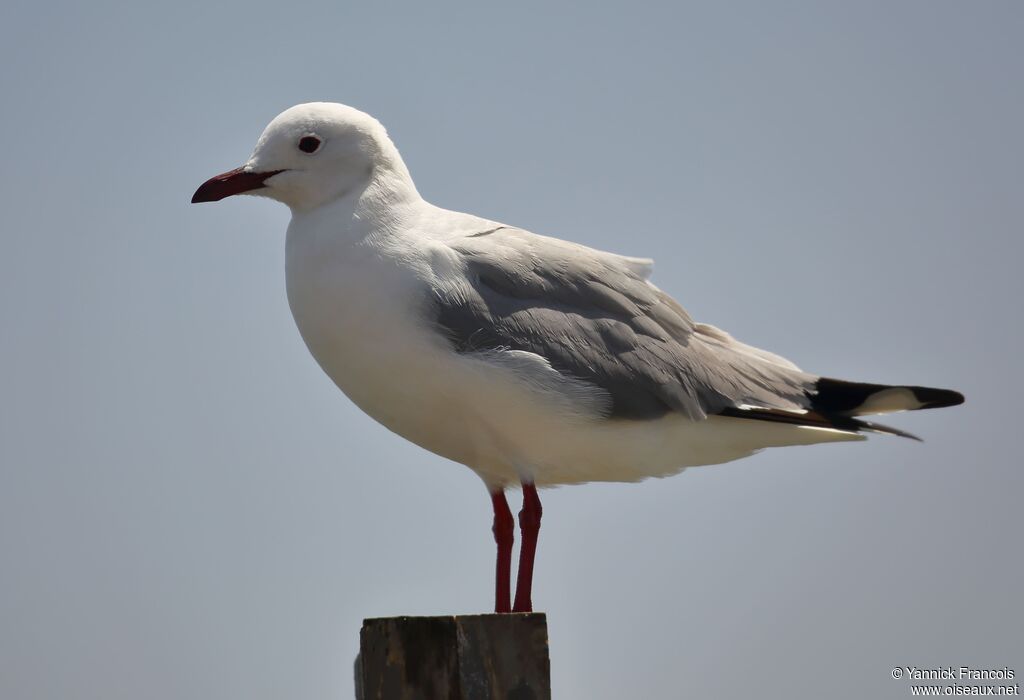 Mouette de Hartlaubadulte, identification, composition