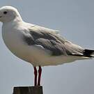 Mouette de Hartlaub