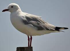 Hartlaub's Gull