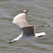 Hartlaub's Gull