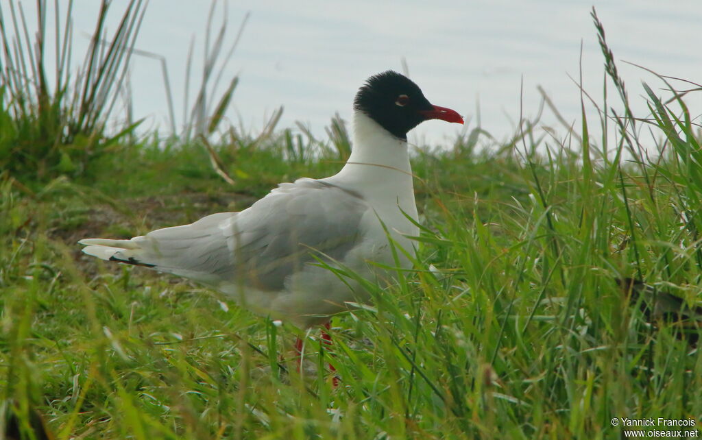 Mediterranean Gulladult, identification, aspect