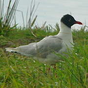 Mouette mélanocéphale