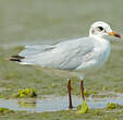 Mouette mélanocéphale