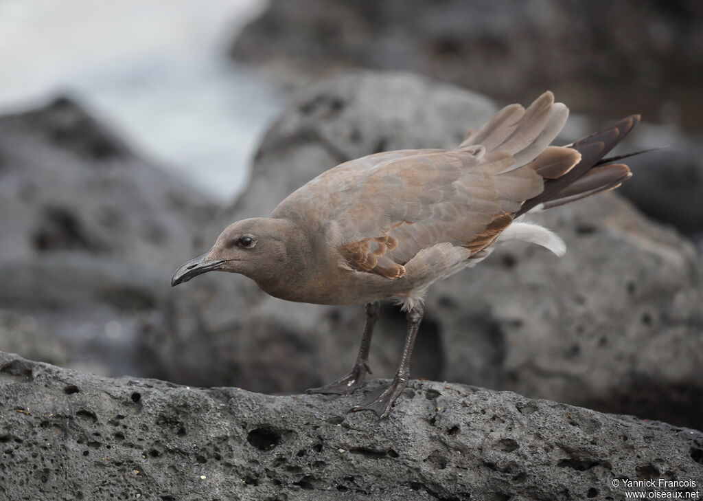 Lava Gulljuvenile, identification, aspect