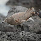 Mouette obscure