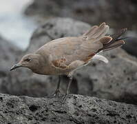 Mouette obscure