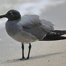 Mouette obscure