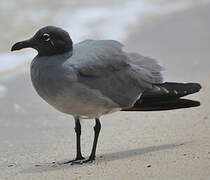 Lava Gull