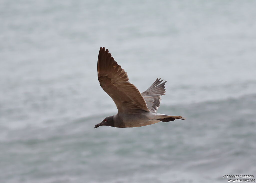 Mouette obscuresubadulte, composition, Vol