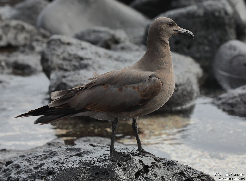 Lava Gulljuvenile, identification, aspect