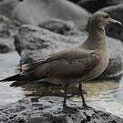 Mouette obscure