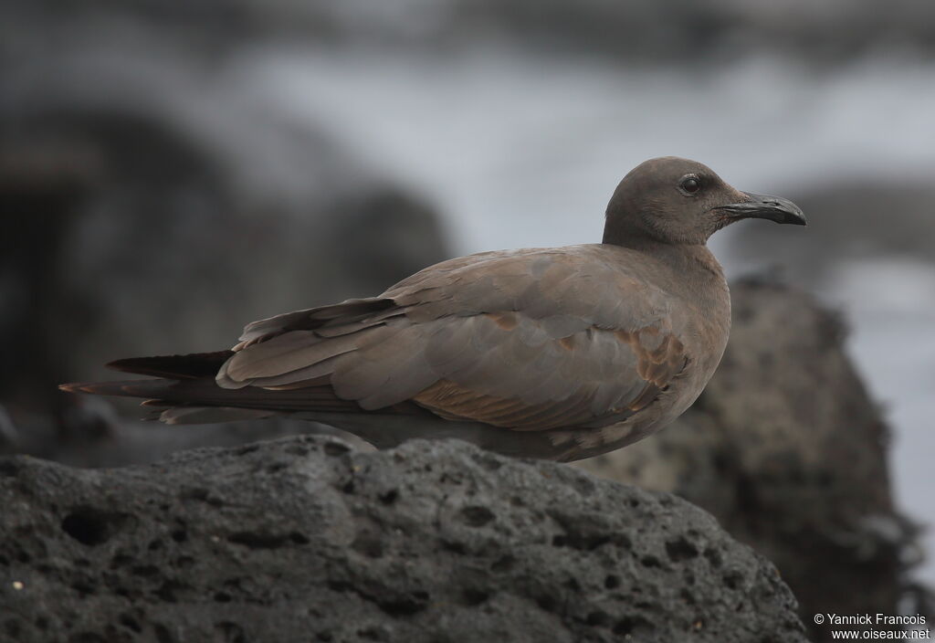 Lava Gulljuvenile, identification, aspect