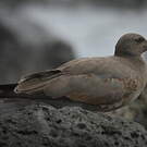 Mouette obscure