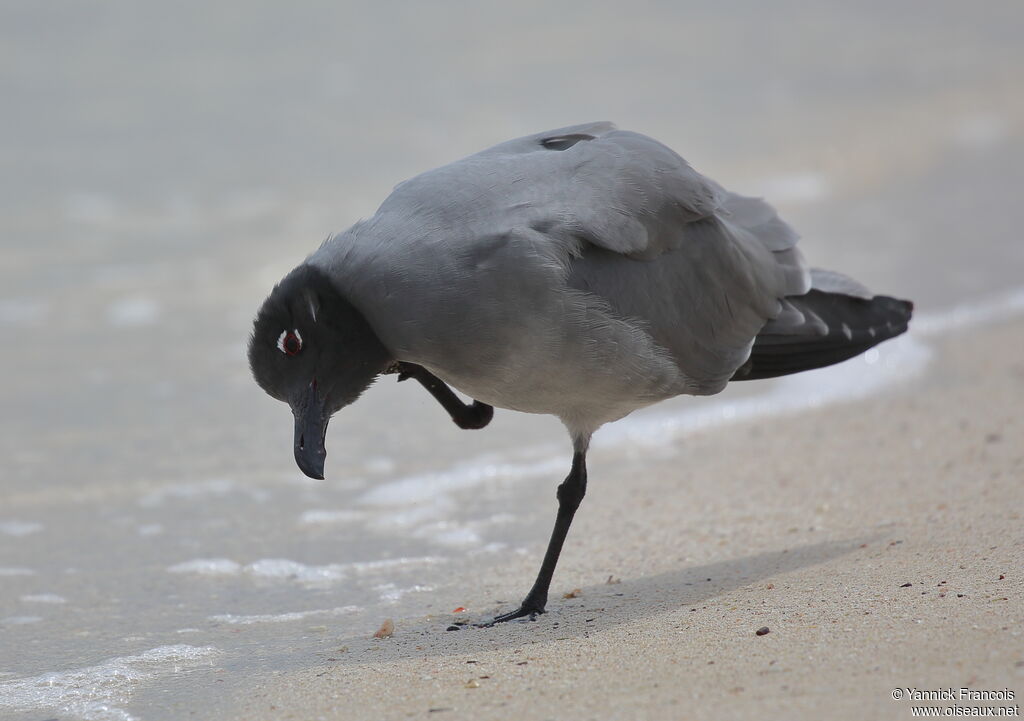 Mouette obscureadulte, identification, composition