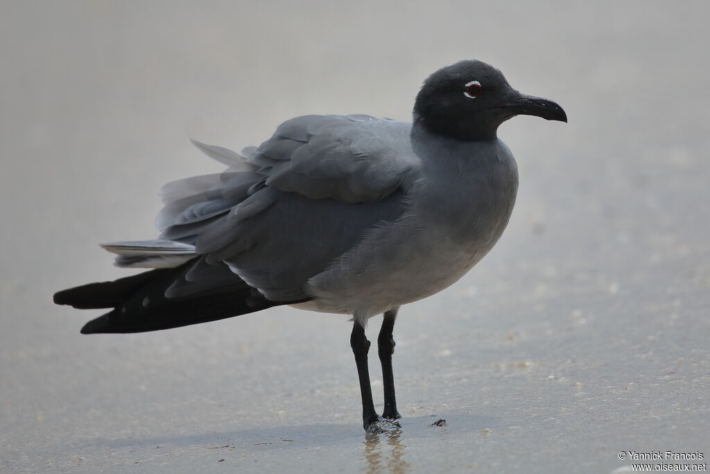 Mouette obscureadulte, identification, composition