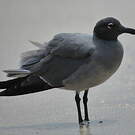 Mouette obscure