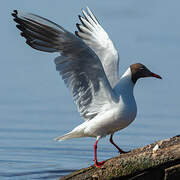 Mouette rieuse