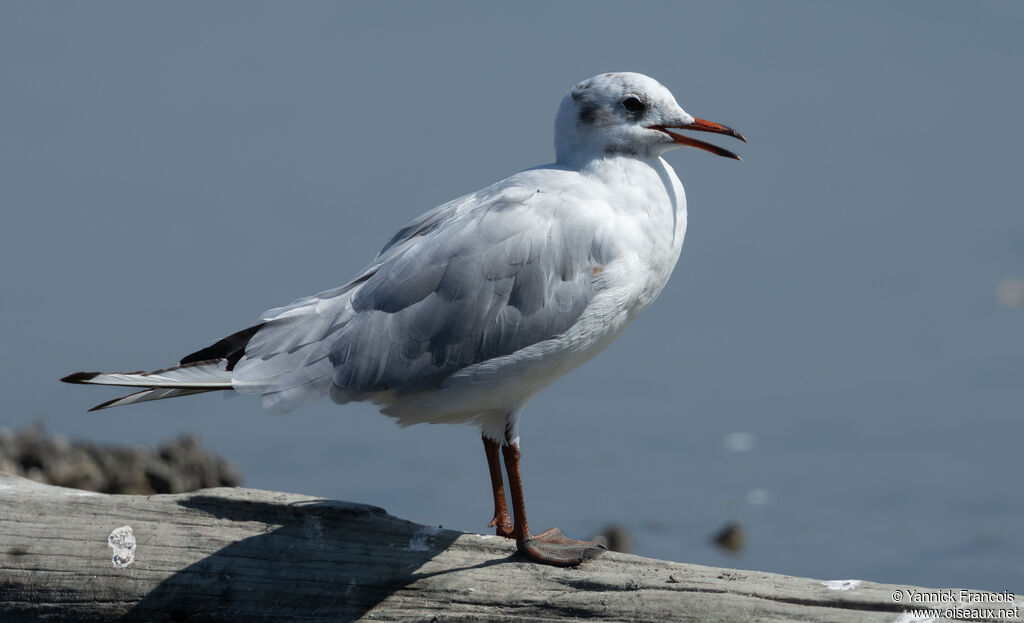 Black-headed Gulladult post breeding, identification, aspect