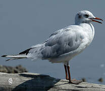 Mouette rieuse