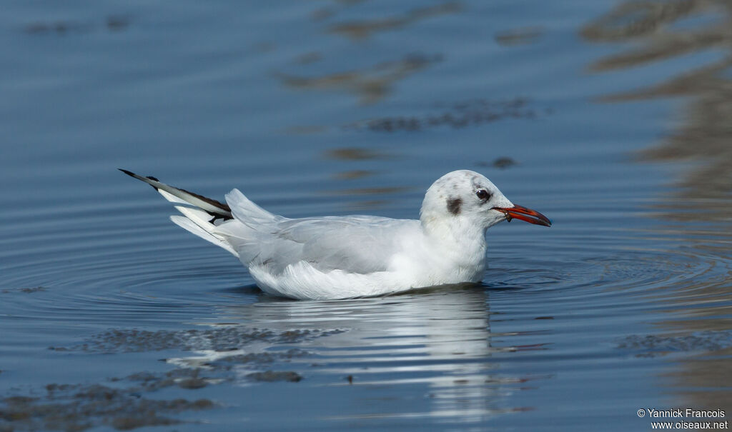 Black-headed Gulladult post breeding, identification, aspect, fishing/hunting