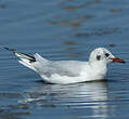 Mouette rieuse