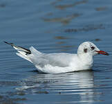 Mouette rieuse