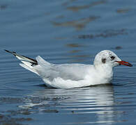 Mouette rieuse