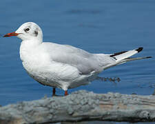 Mouette rieuse