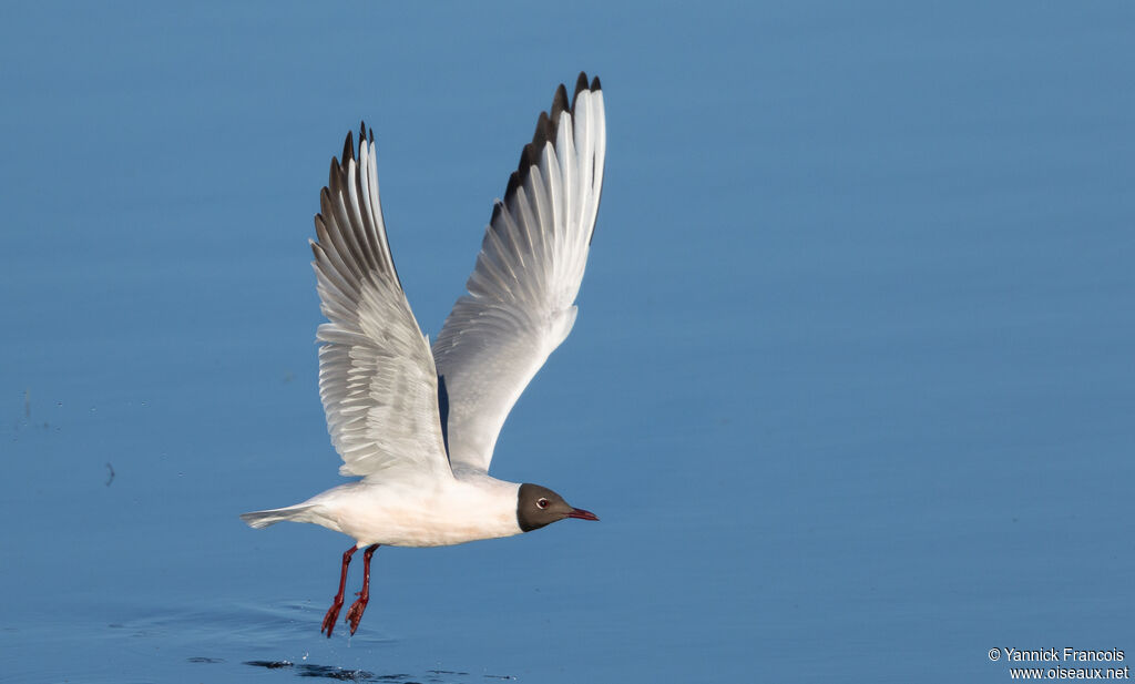 Mouette rieuseadulte nuptial, composition, Vol