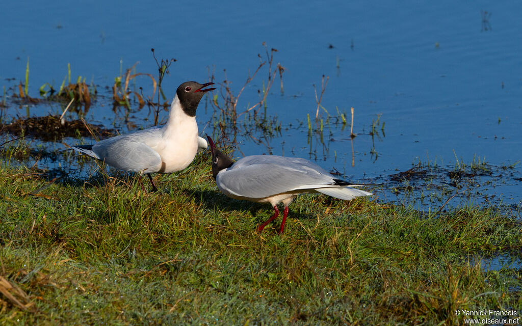Mouette rieuse