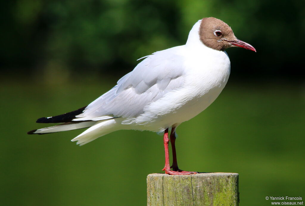 Mouette rieuseadulte nuptial, identification, composition