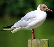 Mouette rieuse