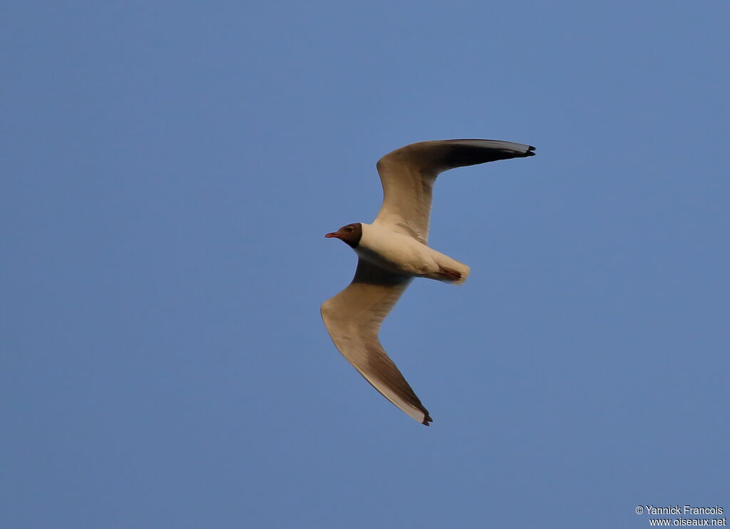 Mouette rieuseadulte nuptial, composition, Vol