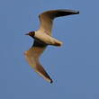 Mouette rieuse