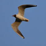 Mouette rieuse