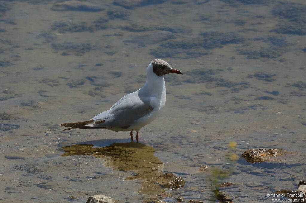 Black-headed Gulladult breeding, habitat, aspect