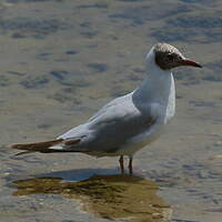 Mouette rieuse