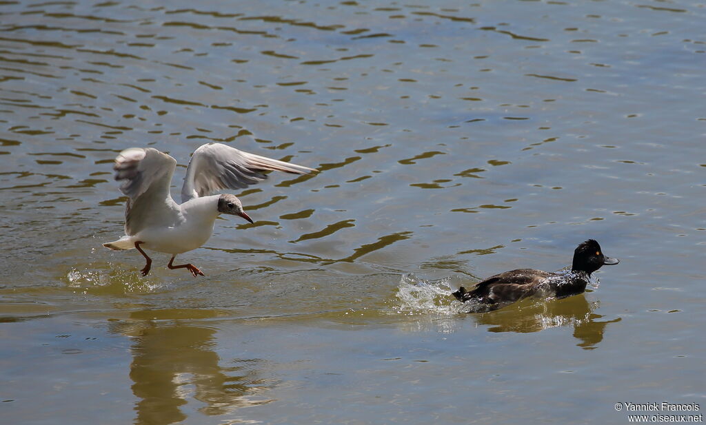 Mouette rieuseadulte, Comportement