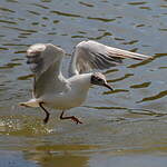 Mouette rieuse