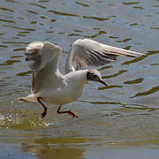 Mouette rieuse