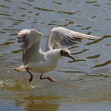 Mouette rieuse