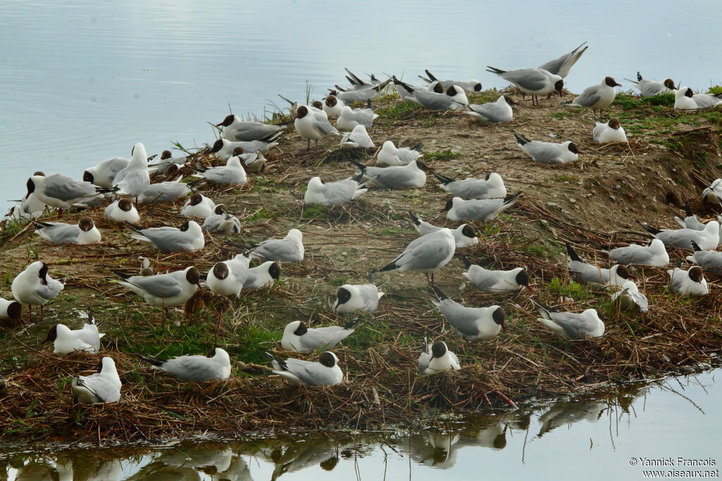 Mouette rieuse, habitat, composition, r. coloniale