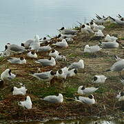 Black-headed Gull