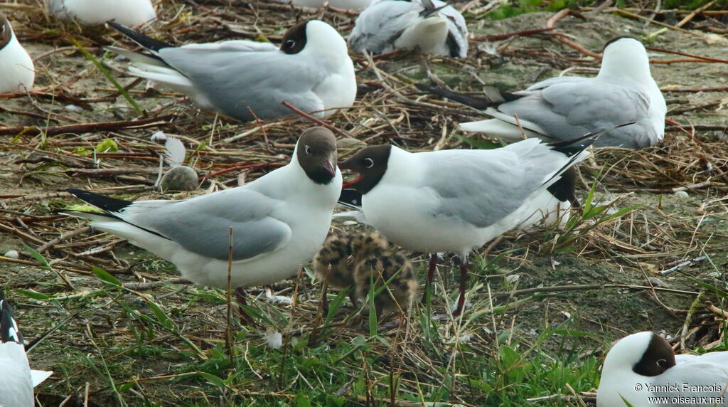 Black-headed Gull, identification, colonial reprod.